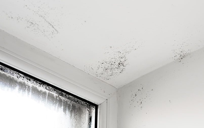 traces de moisissures sur le plafond